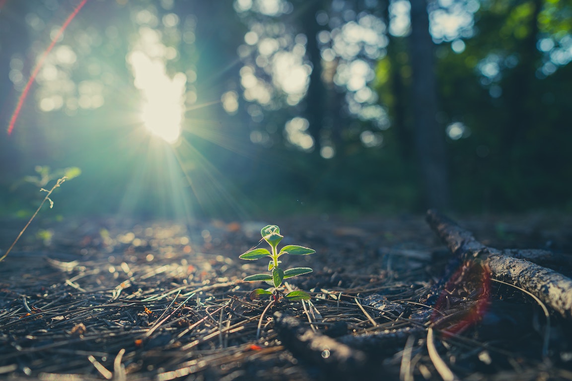 Vegetation Surveys and Plant Identification